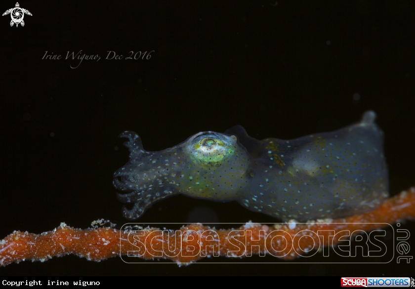 A pigmy squid