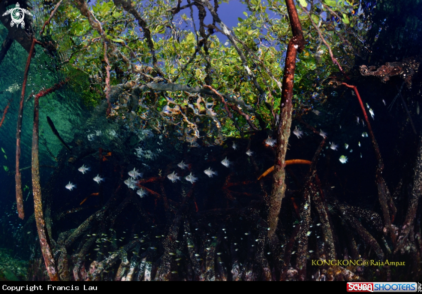 A Cardinal fishes 