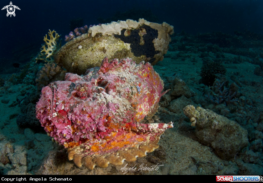 A Stone Fish