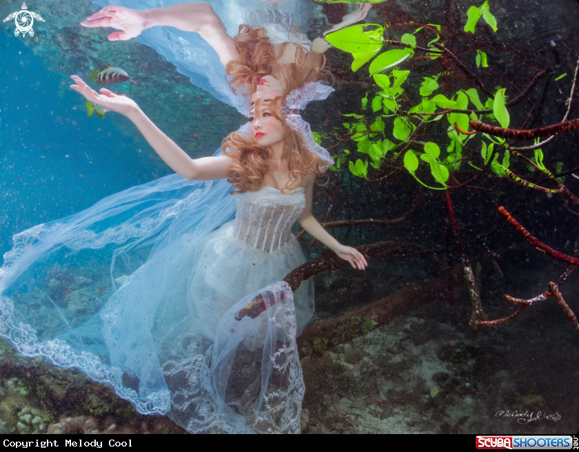 A mangrove forest