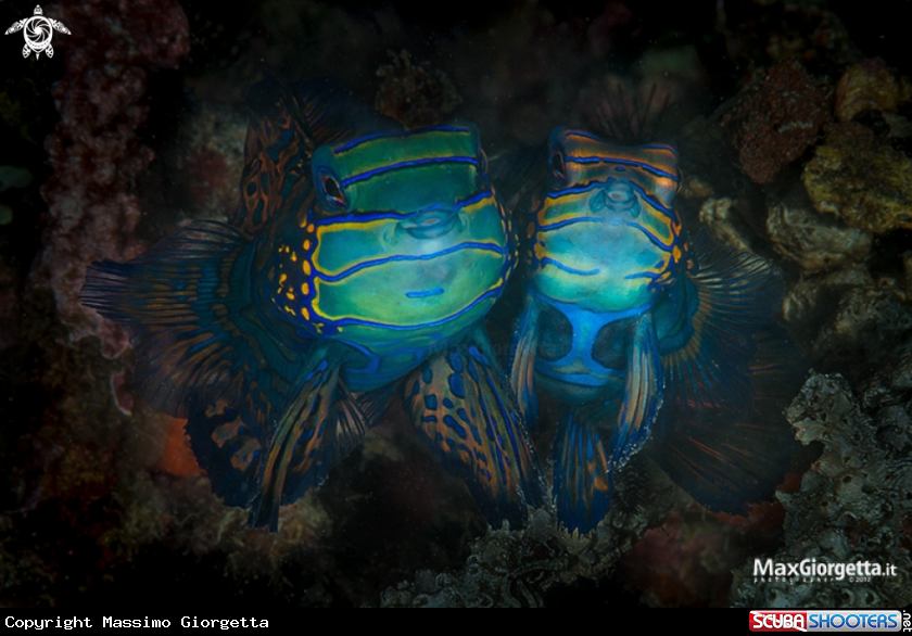 A mandarin fish