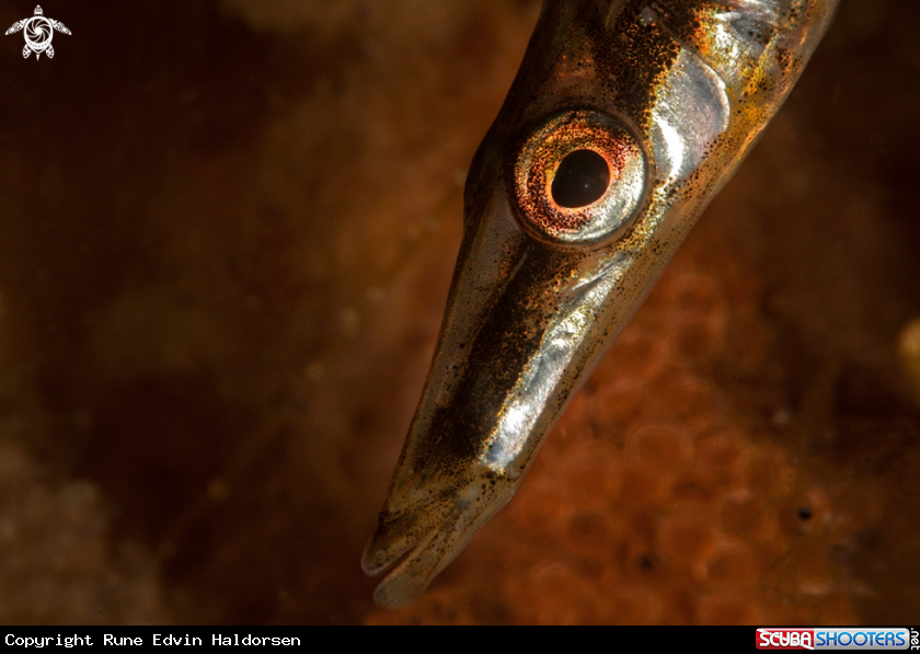 A Fifteen spined stickleback