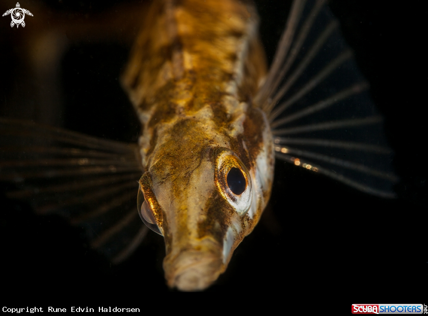 A Fifteen spined stickleback