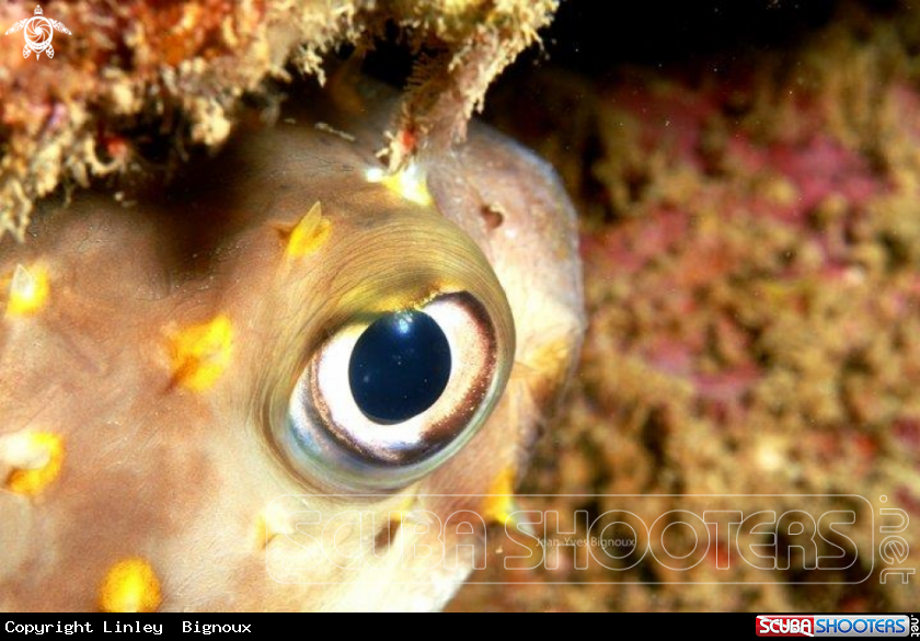 A Puffer fish