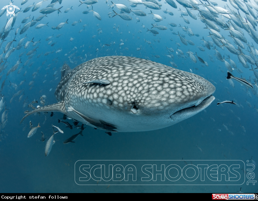 A Whale Shark