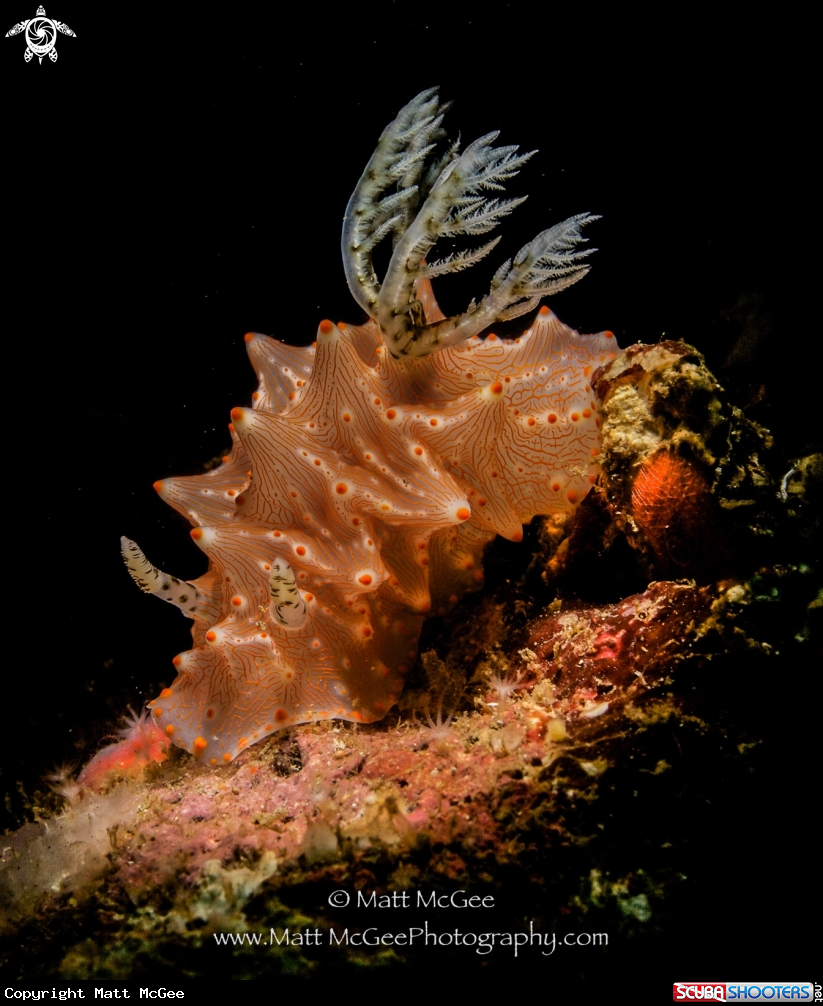 A Nudibranch