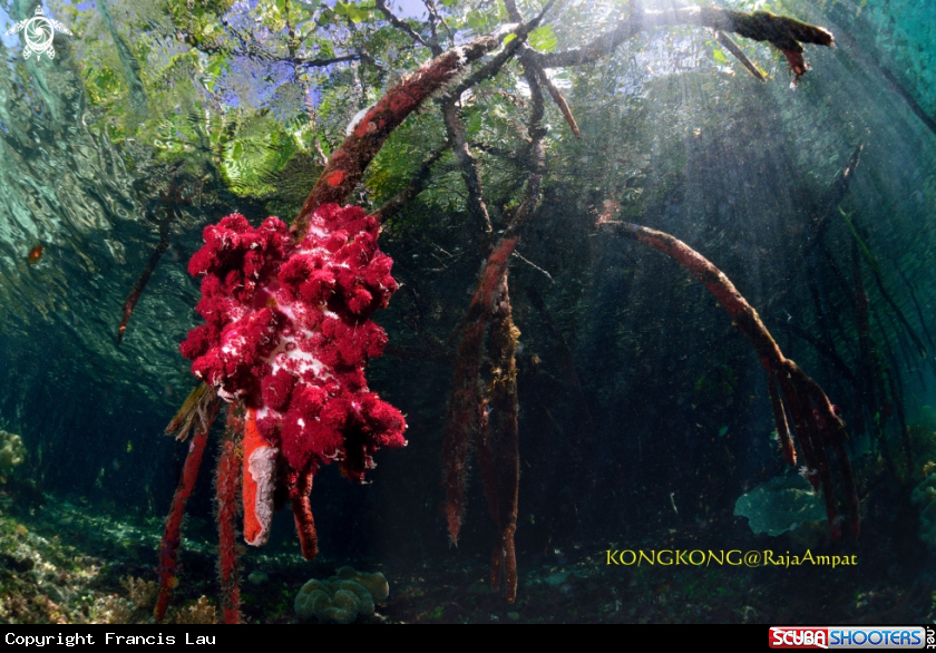 A Mangrove