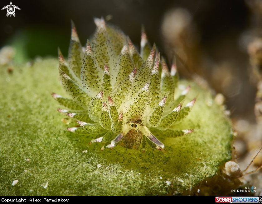 A Nudibranch
