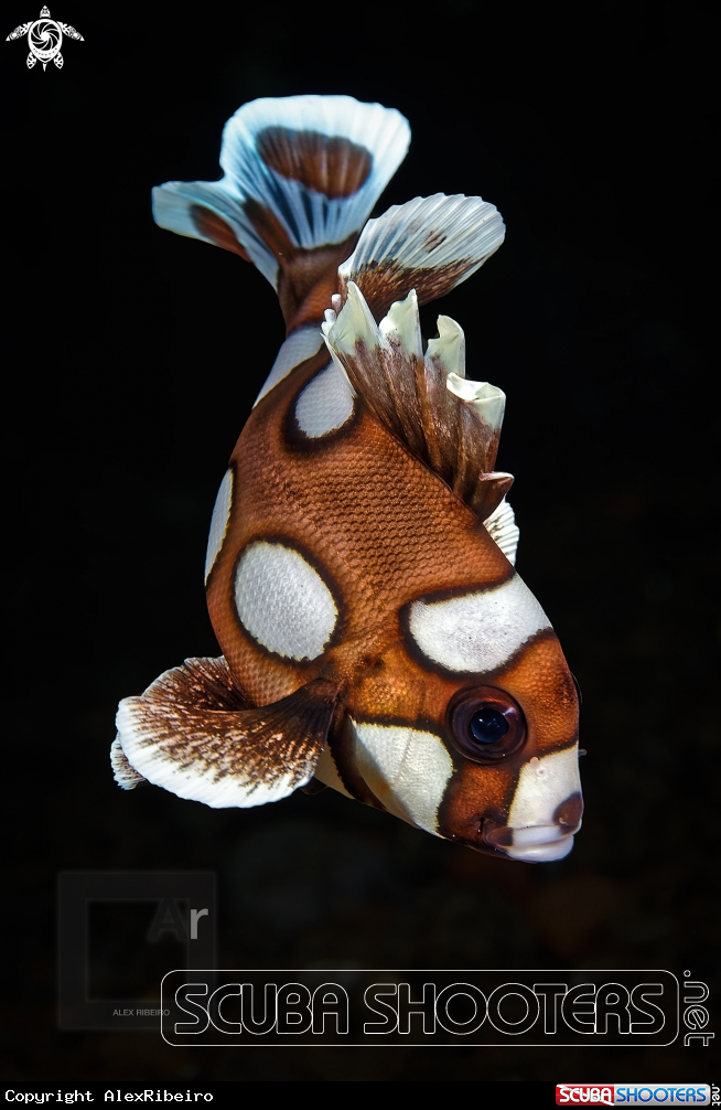 A Juvenile Arlequin Sweetlips