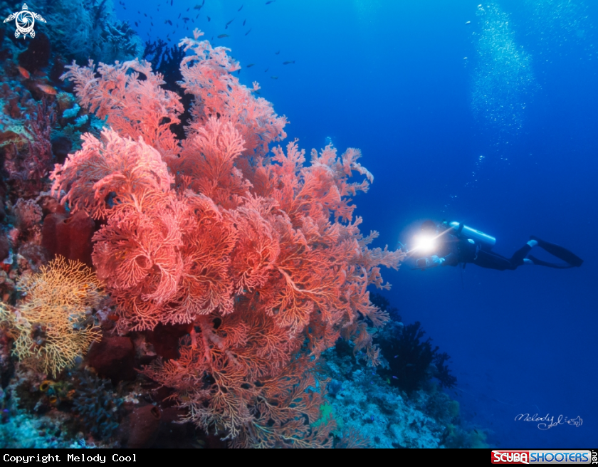A Sea-Fan Coral