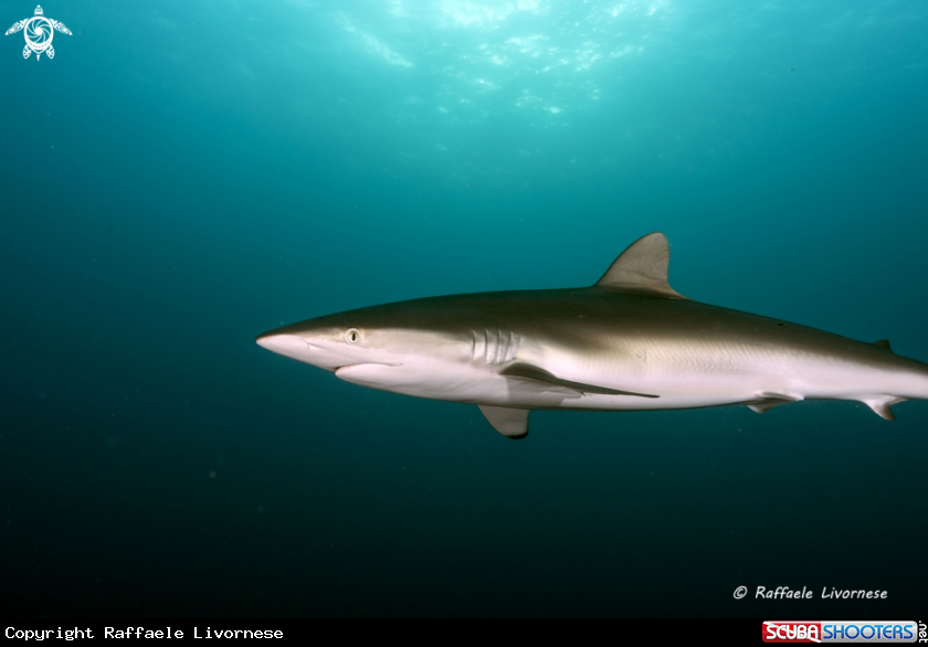 A Silky shark