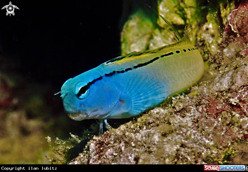 A goby