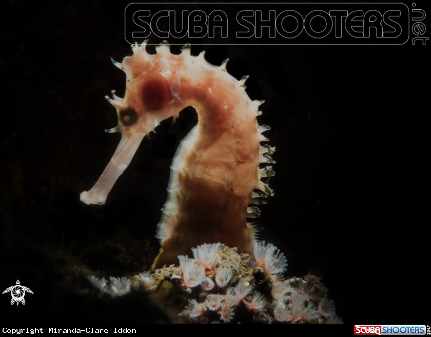A Thorny Seahorse