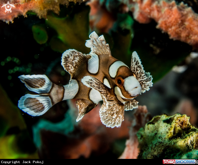 A Sweetlips juv