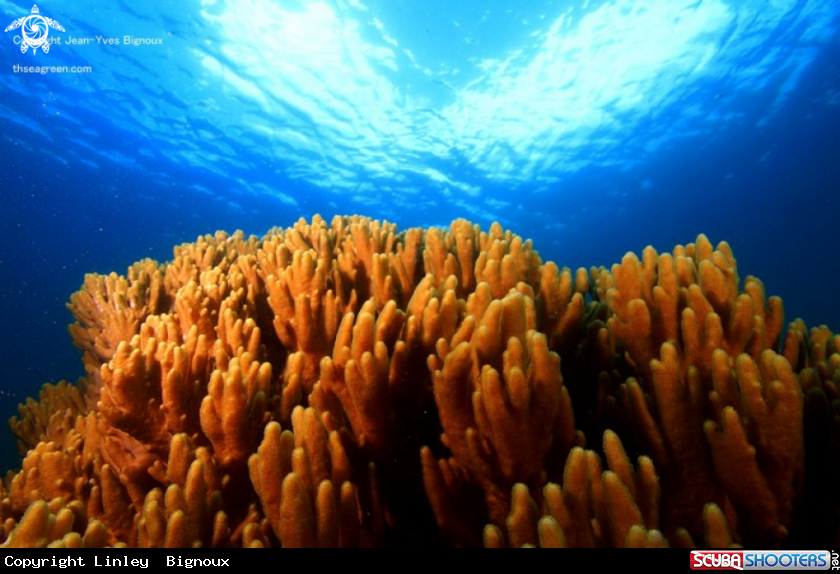 A Soft coral