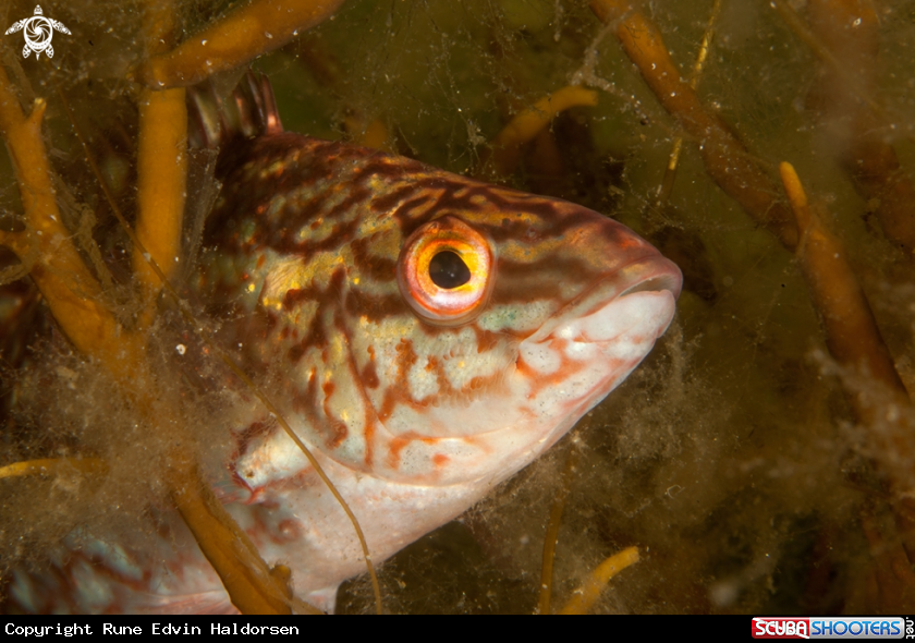 A Wrasse