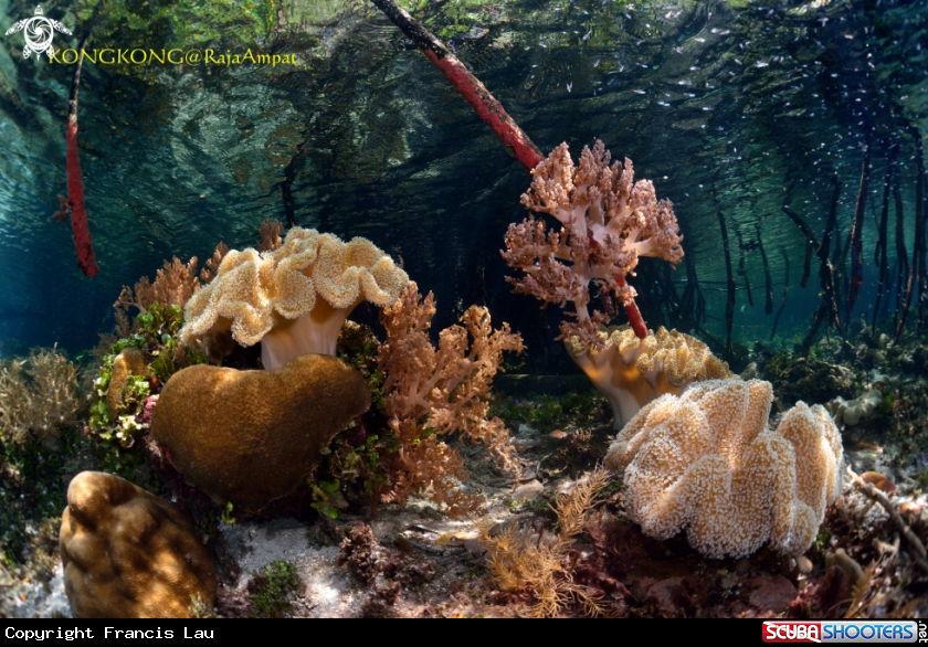 A Mangrove