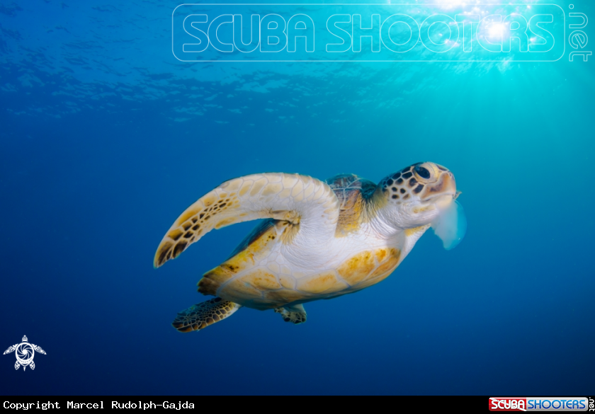 A Green Sea Turtle