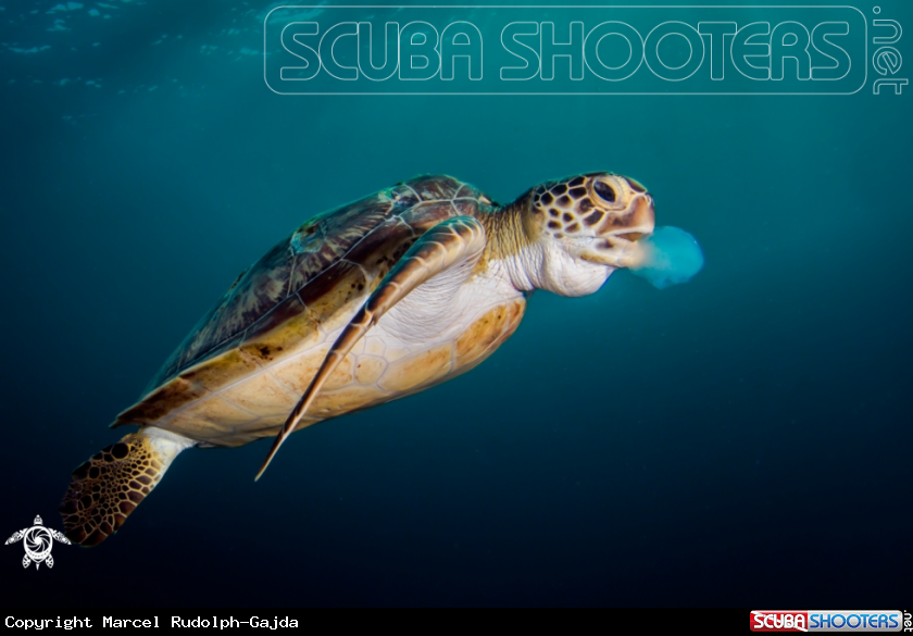 A Green Sea Turtle