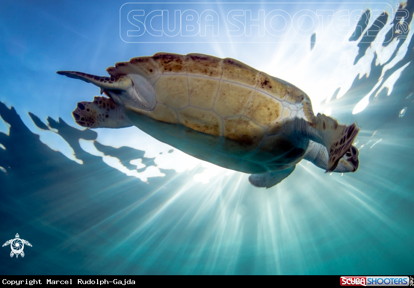 A Chelonia mydas