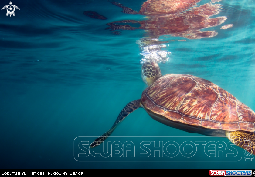 A Green Sea Turtle