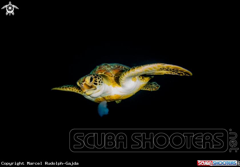 A Green Sea Turtle