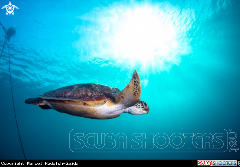 A Green Sea Turtle