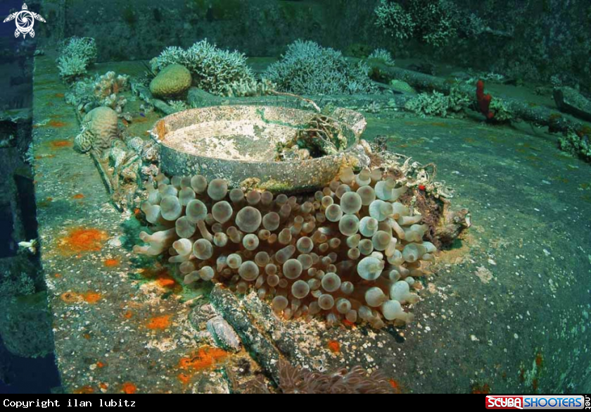 A anemone on shipwreck 