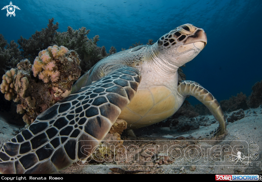 A Green Sea Turtle 