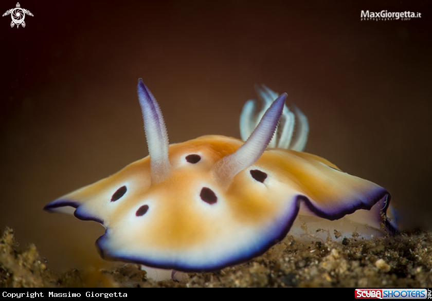 A Chromodoris leopard - nudi