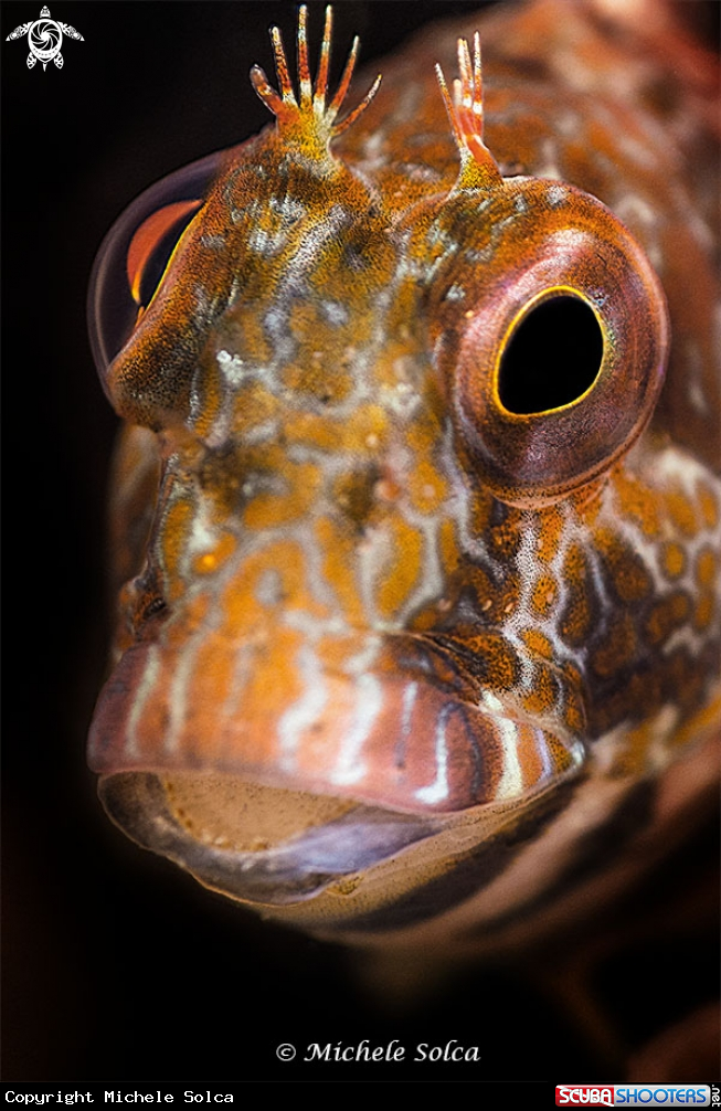 A Bavosa africana