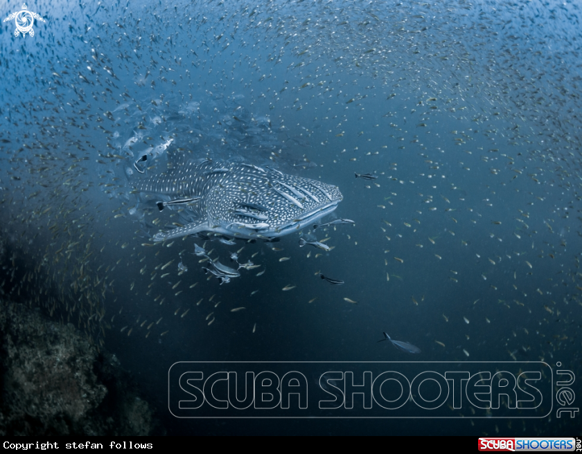 A Whale Shark