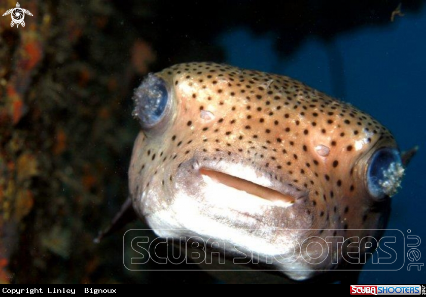 A Boxfish