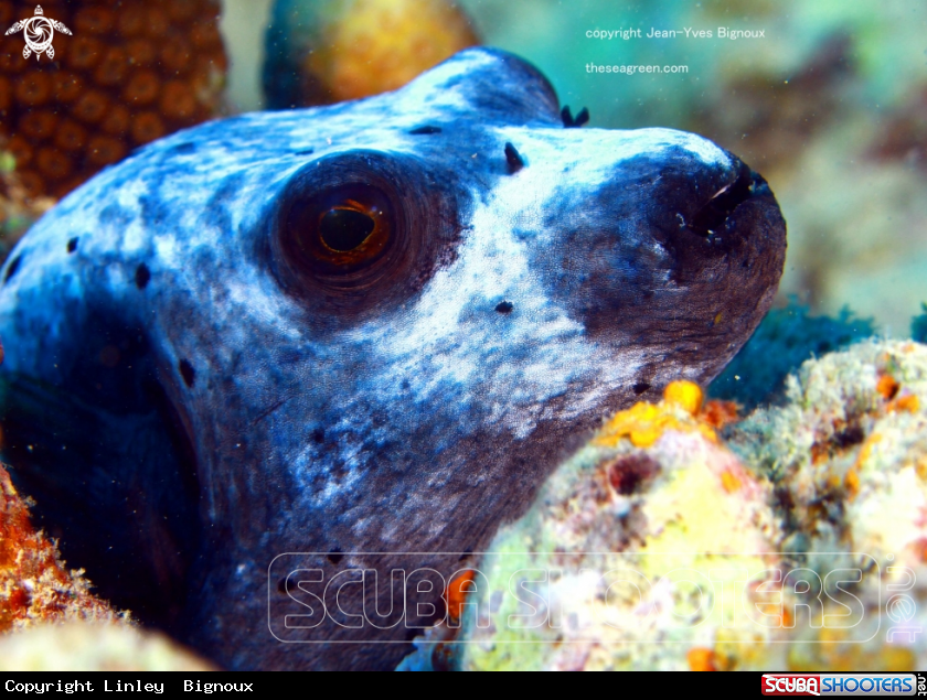 A Puffer fish