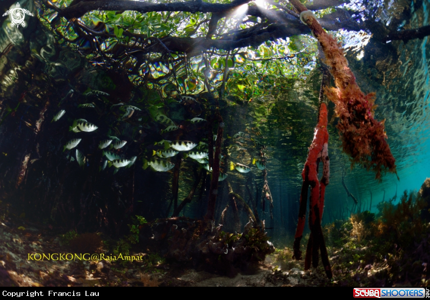 A Mangrove