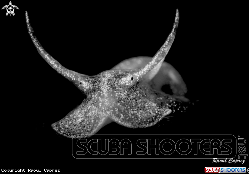 A Freshwater snail