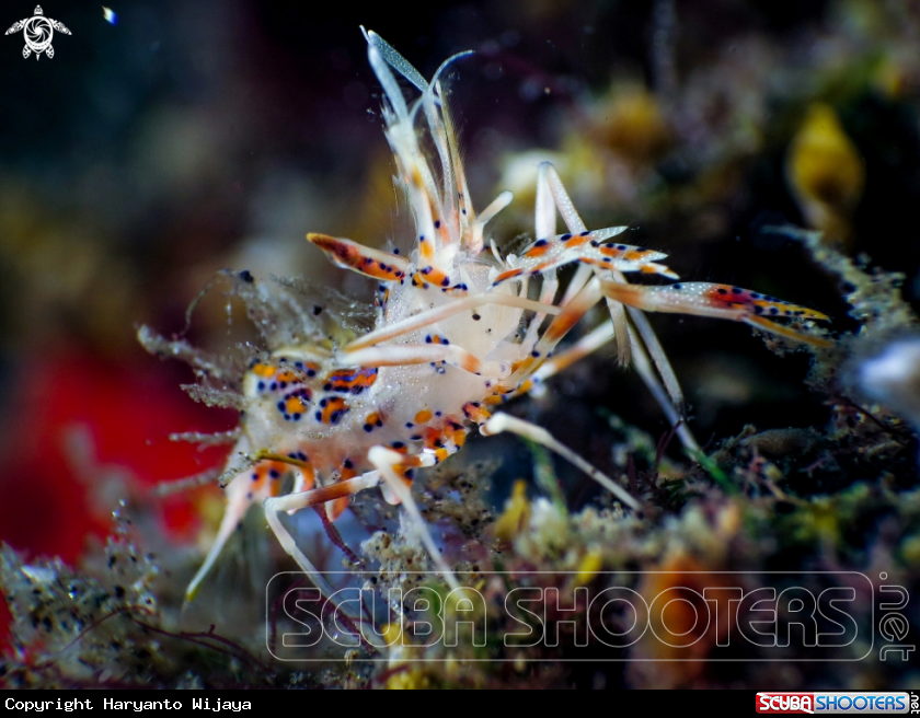 A Tiger Shrimp