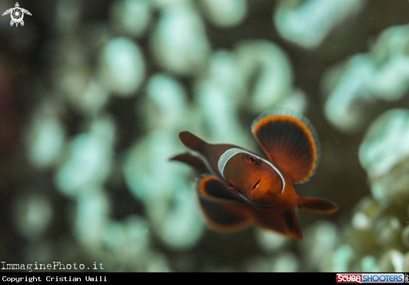 A Clown fish