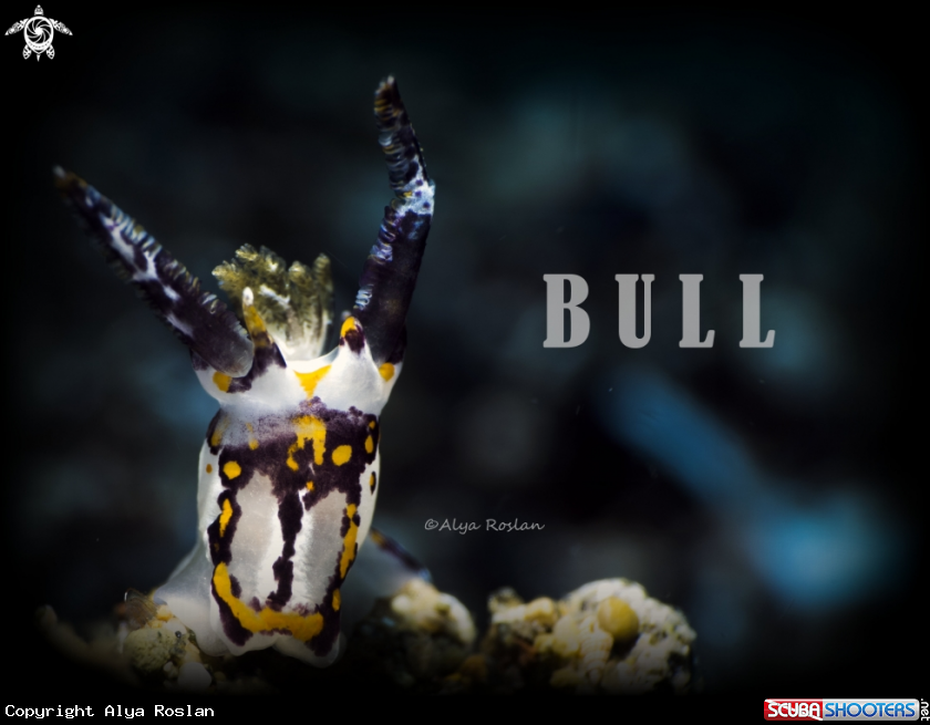 A Nudibranch