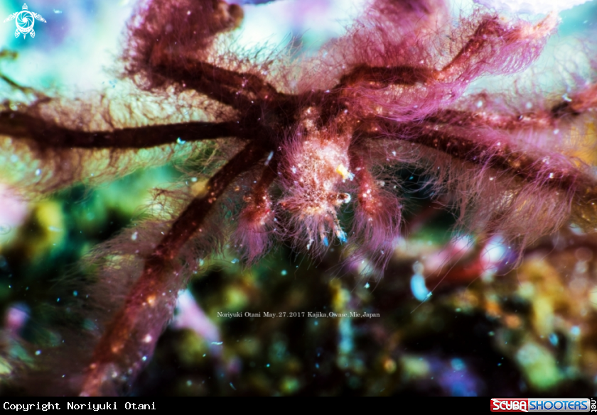 A Orangutan crab