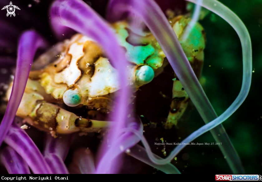 A Small crab