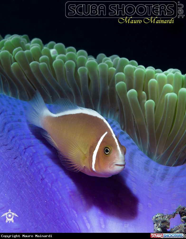 A Clown fish