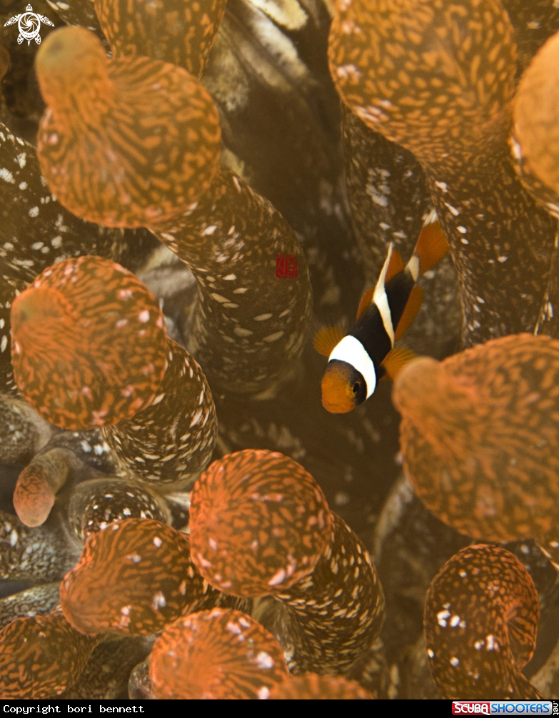 A Anemonefish