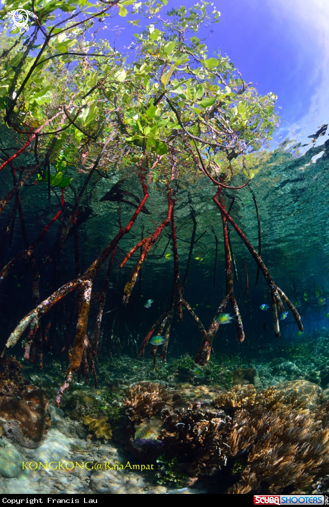 A Mangrove
