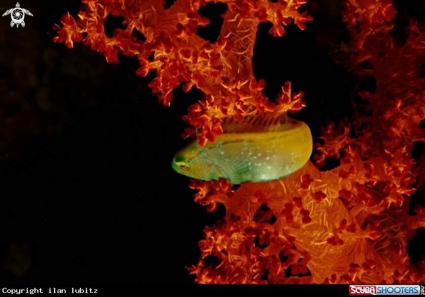 A reef fish