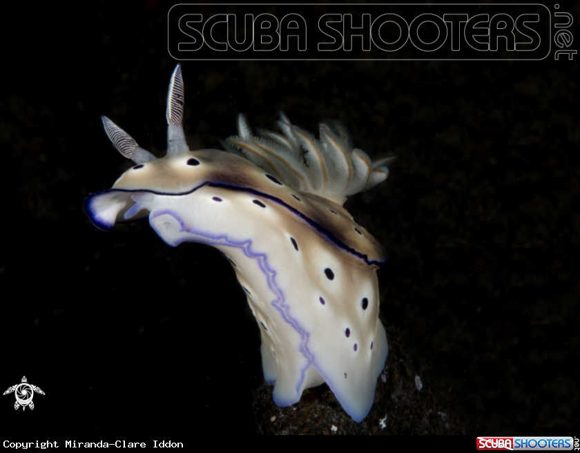 A Leopard Chromodoris