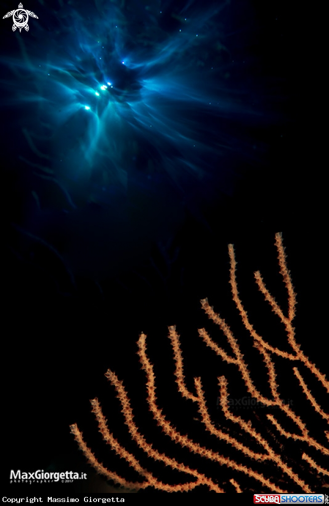 A gorgonia