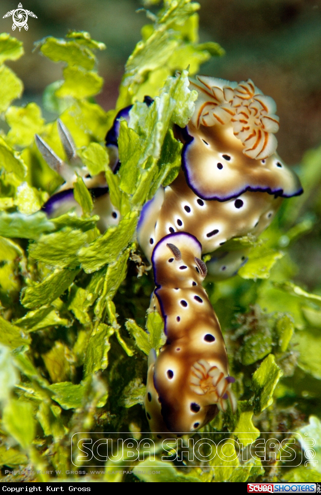 A Nudibranche