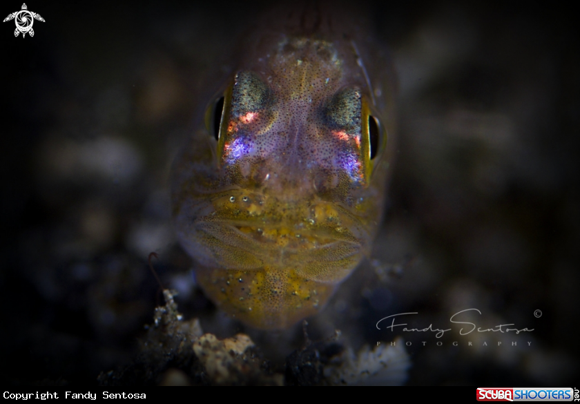 A Cardinal fish