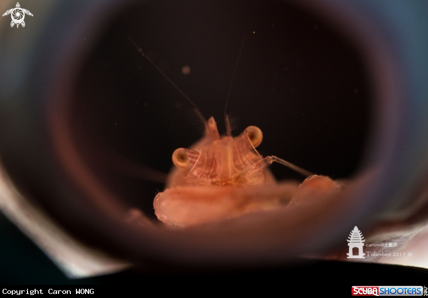 A Shrimp